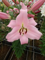 [4439 PO35 Bellamonte No02.JPG]